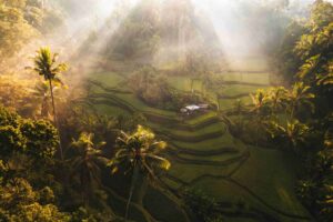 aerial drone view of tegallalang rice fields terra 2024 08 07 19 17 53 utc 1 1024x682 1