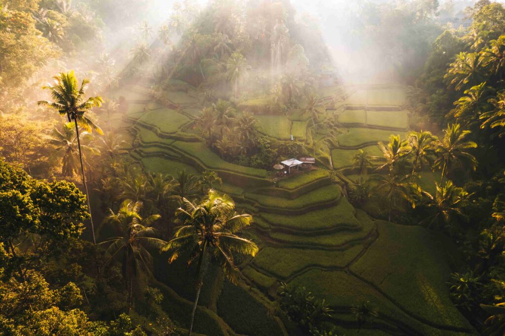 aerial drone view of tegallalang rice fields terra 2024 08 07 19 17 53 utc 1 1024x682 1